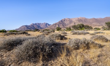 Desert landscape with Brandberg, Erongo, Damaraland, Namibia