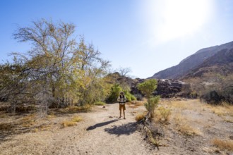 Tourist in the Tsisab Gorge, White Lady Trail, desert landscape, Brandberg, Erongo, Damaraland,