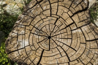 Tree disc with annual rings, cork oak, St. Paul de Vence, Provence Alpes Côte d'Azur, South of