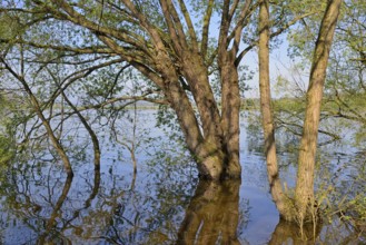 Willows (Salix) on the lakeshore, blue sky, Möhne Reservoir, North Rhine-Westphalia, Germany