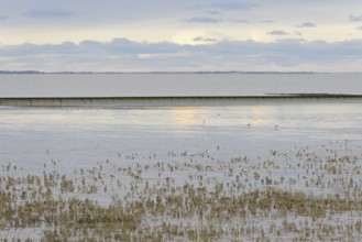 North Sea, Wadden Sea at low tide, dead European marsh samphire (Salicornia europaea), cloudy sky,