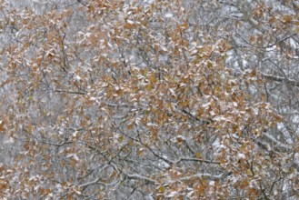Oak (Quercus) with autumn leaves in dense snowfall, snow drift, North Sea, Norddeich, Lower Saxony,