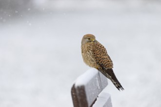 Kestrel (Falco tinnunculus), female using a park bench as a lookout during heavy snowfall, North