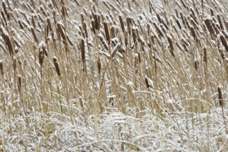 Cattail (Typha) covered with snow, North Sea, Norddeich, Lower Saxony, Germany