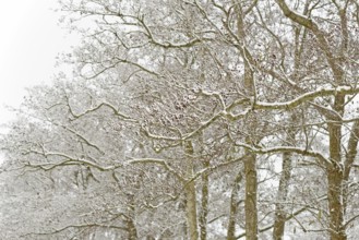 Deciduous trees, alders (Alnus) covered with snow, North Sea, Norddeich, Lower Saxony, Germany