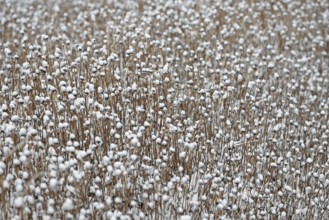 Snow lies on the dead plants, Rudbeckia fulgida (Rudbeckia fulgida), North Sea, Norddeich, Lower