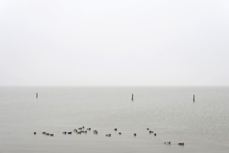 Mallards (Anas platyrhynchos) swimming on the North Sea, Norddeich, Lower Saxony, Germany