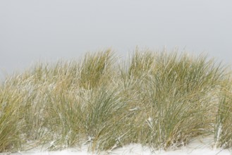 Beach grass (Ammophila arenaria) covered with snow, dune landscape of Norddeich, North Sea, Lower