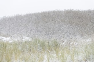 Winter day, onset of winter, snow lies on the bushes in the dune landscape of Norddeich, North Sea,