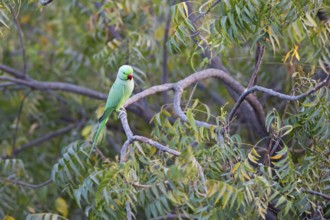 Collared Parakeet (Psittacula krameri), Luni, Rajasthan, India