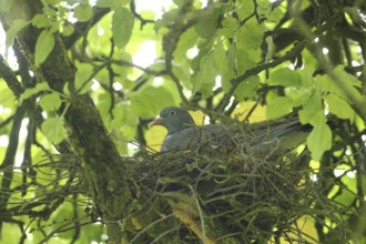 Wood pigeon (Columba palumbus) in a nest in an apple tree, Allgäu, Bavaria, Germany, Allgäu,