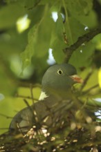 Wood pigeon (Columba palumbus) in a nest in an apple tree, Allgäu, Bavaria, Germany, Allgäu,