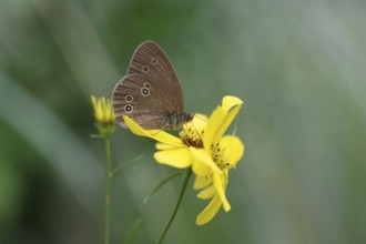 Brown woodland bird (Aphantopus hyperantus), flower, nectar, The butterfly sits with folded wings