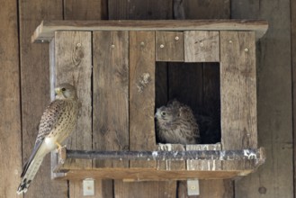 Kestrel (Falco tinnunculus) female and young bird at the incubator, village in Münsterland, North