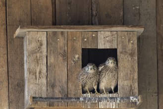 Kestrel (Falco tinnunculus) two young birds looking out of the incubator, village in Münsterland,
