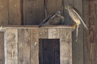 Kestrel (Falco tinnunculus) female and begging juvenile at the incubator, village in Münsterland,