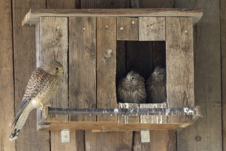 Kestrel (Falco tinnunculus) female and young birds at the incubator, village in Münsterland, North