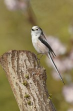 Long-tailed Tit (Aegithalos caudatus), on a tree stump, Wilnsdorf, North Rhine-Westphalia, Germany