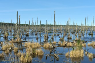 The Dead Forest in the Peene Valley, renaturalisation and rewetting of former melioration areas,