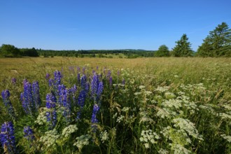 Wide view of a blooming lupine field under a clear sky, summer, Fladungen, Frankenheim, Hohe Rhön,