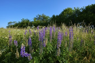 Lupines in full bloom in a meadow under a clear sky, summer, Fladungen, Frankenheim, Hohe Rhön,