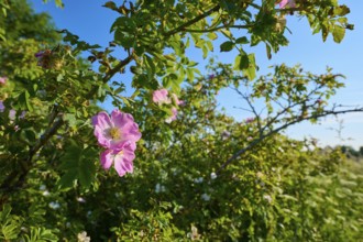Dog rose, rose bush with pink flowers on a sunny summer day under a blue sky, summer, Frankenheim,