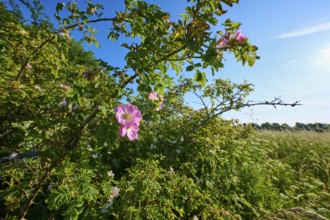 Dog rose, rose bush in full bloom in front of a blue sky and a green meadow, summer, Frankenheim,