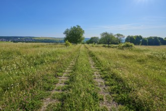 Field path leads through a wide, green meadow under a clear, sunny sky, summer, Fladungen,