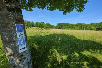 A tree with signposts stands in the shade under a clear blue sky, summer, Fladungen, Hohe Rhön,