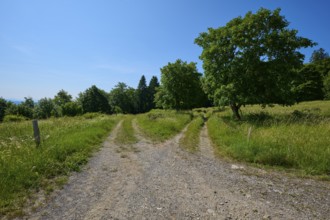 Fork in the road a gravel path divides in a green, rural area under a blue sky, summer, Fladungen,