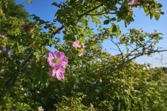 Dog rose, a blooming rose bush with pink flowers in front of a clear blue sky, summer, Frankenheim,