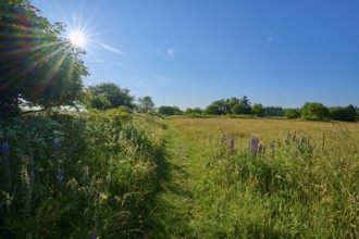 Sunny path through a blooming and green meadow landscape, summer, Fladungen, Frankenheim, Hohe