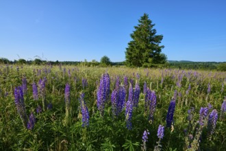 Field with purple lupines and lonely tree against blue sky, summer, Fladungen, Frankenheim, Hohe