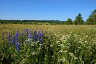 Field with blooming lupines and wide landscape in summer, Fladungen, Frankenheim, Hohe Rhön, Rhön,