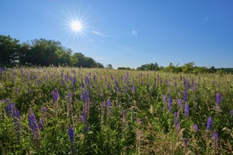 Bright sunbeams over a field with blooming lupines, summer, Fladungen, Frankenheim, Hohe Rhön,