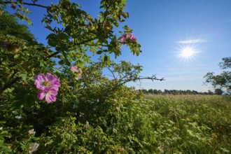 Dog rose, rose bushes and bright sky with sun in a natural landscape, summer, Frankenheim, Hohe