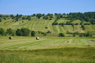 Wide meadows with hay bales and trees under a blue sky, conveys rural idyll, summer, Lange Rhön,