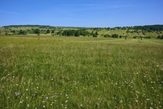 Wide meadow landscape with wild flowers and blue sky, radiates peace and closeness to nature,