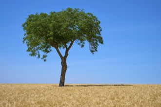 A tree in a wide field with a blue sky in the background, summer, Mainfranken, Bavaria, Germany