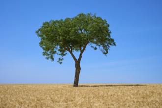 A single walnut tree rises above a golden barley field under a blue sky, summer, Mainfranken,