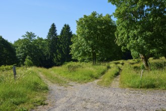 Fork in a path forking in a green wooded area in sunny weather, summer, Fladungen, Hohe Rhön, Rhön,