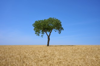 A lonely walnut tree stands in a barley field under a clear blue sky, summer, Mainfranken, Bavaria,