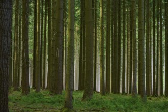 Dense coniferous forest with tall green trees and tree trunks, Odenwald, Hesse, Germany