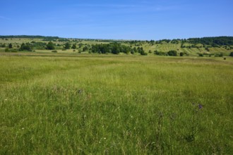 Green grass landscape under a cloudless blue sky, creates a feeling of freedom, summer, Lange Rhön,
