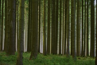 High tree trunks in a dense and green coniferous forest, Odenwald, Hesse, Germany