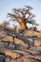 Sunset, African baobab or baobab tree (Adansonia digitata), Dry landscape, Kubu Island (Lekubu),