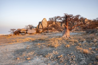 Sunset, African baobab or baobab tree (Adansonia digitata), Dry landscape, Kubu Island (Lekubu),