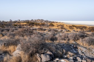 African baobab or baobab tree (Adansonia digitata), arid landscape, Kubu Island (Lekubu), Sowa Pan,