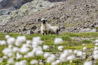Two Valais Blacknose sheep (Ovis gmelini aries), in meadow with flowering white cotton grass, high