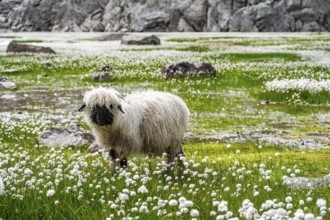 Valais Blacknose sheep (Ovis gmelini aries), in meadow with flowering white cotton grass, high